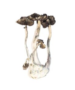 Acheter Albino Penis Envy (APE) – Champignons Magiques Puissants