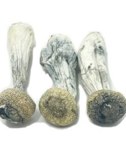 Avery's Albino Penis Envy – Champignons Magiques Albinos Rares