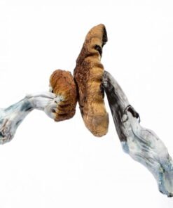 Acheter Blue Meanie Authentique – Panaeolus cyanescens