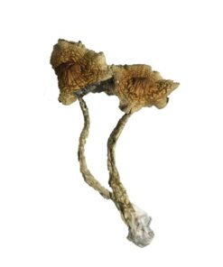 Acheter Cambodian Magic Mushrooms – Expérience Énergétique et Transcendante