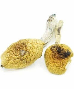 Acheter Champignons Golden Teacher