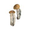 Acheter Psilocybe Cubensis Mexicana (Big Mex) - Champignons Hallucinogènes Doux