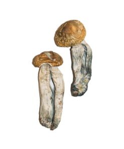 Acheter Psilocybe Cubensis Mexicana (Big Mex) - Champignons Hallucinogènes Doux